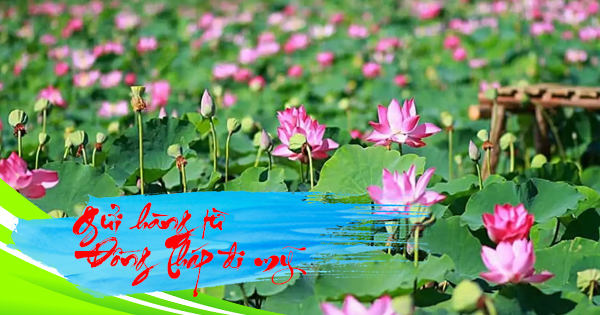 Gửi hàng đi Mỹ từ Đồng Tháp giá rẻ