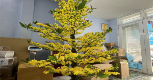 Dịch vụ nhận gửi cây hoa mai hoa đào từ Sài Gòn đi Mỹ và Quốc tế Dịch vụ nhận gửi cây hoa mai hoa đào từ Sài Gòn đi Mỹ và Quốc tế